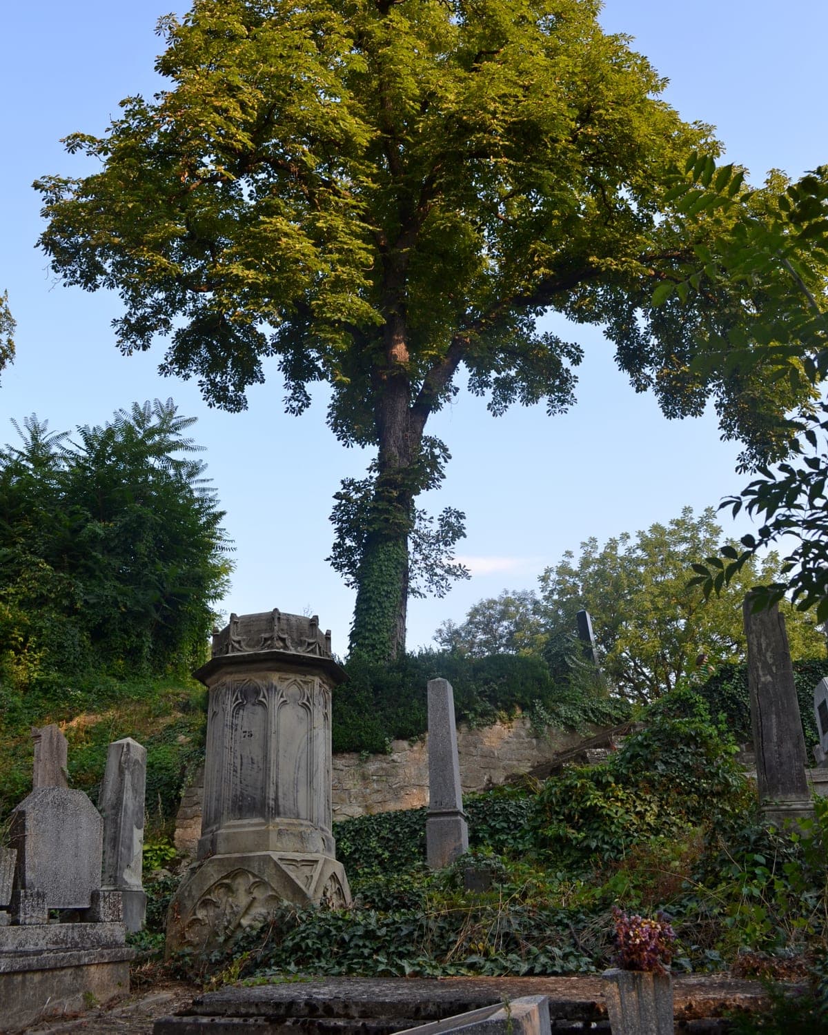 Saxon gravestones beneath an old tree in the hill cemetery above Sighișoara